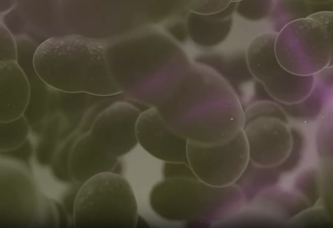 Macro photograph of green and violet algae texture